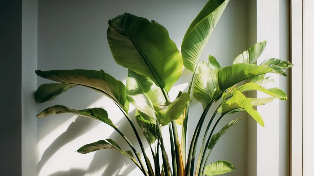 A Towering Bird of Paradise