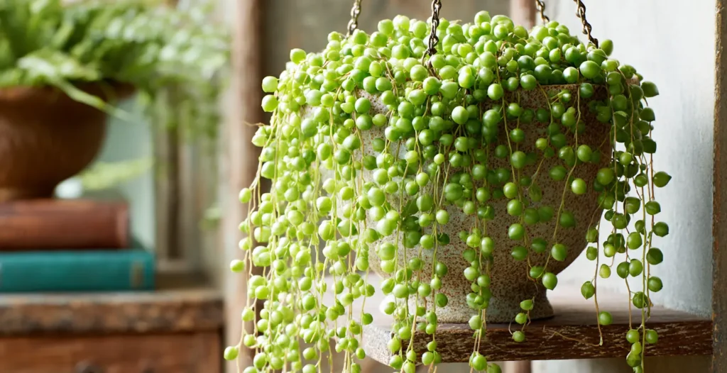 Delicate String of Pearls Display