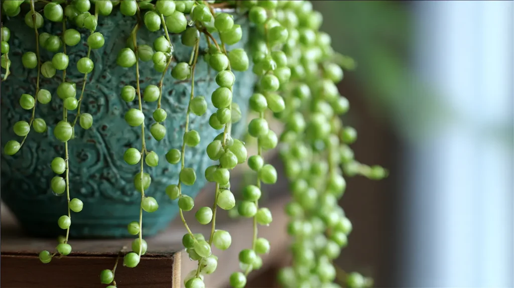 Delicate String of Pearls Display